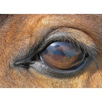 Equine Ophthalmology (10)